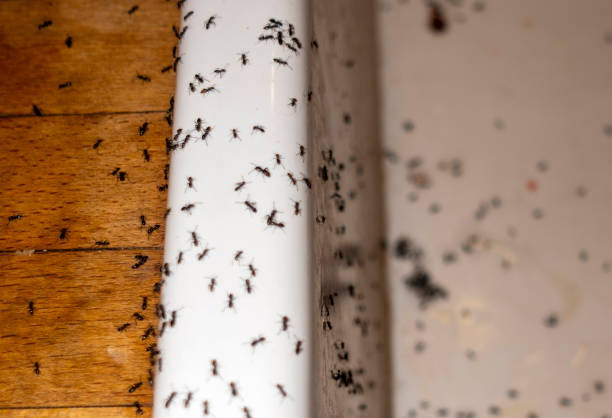 Spider Control Near Me in Freeman, SD