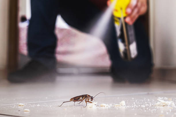 Best Spider Control Near Me  in Freeman, SD